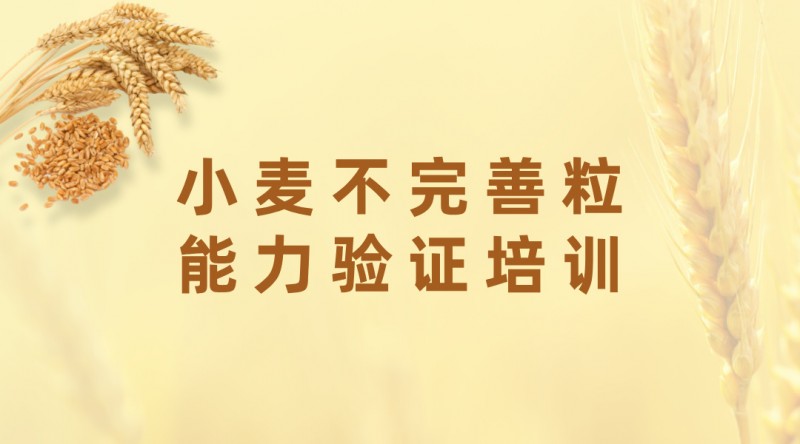 小麦不完善粒能力验证培训